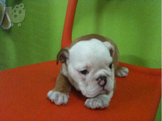 ENGLISH BULLDOG Μπουλντόγκ